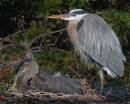 heron_and_baby.jpg