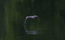 heron_fright_.JPG
