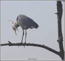 herron.jpg