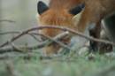 hiding.jpg