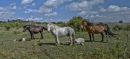 horse-field2.jpg