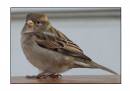 house_sparrow1.jpg
