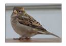 /gallery/data/501/thumbs/house_sparrow1.jpg