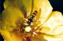 hoverfly_on_poppy.jpg
