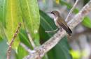 hummer2_0131.jpg