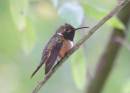 hummer2_0802.jpg