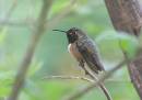 hummer2_1183.jpg