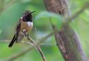 hummer2_1252.jpg