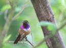 hummer2_1531.jpg
