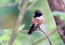 hummer2_1572.jpg