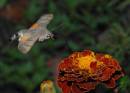 hummingbirdhawkmoth.jpg