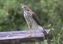 immature_cooper_s_hawk_.jpg