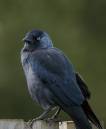 jackdaw2.jpg