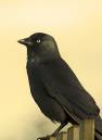 jackdaw3.jpg