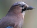 jay110106a.jpg