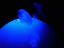 jellyfish.jpg