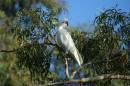 js1024_cockys_078.jpg