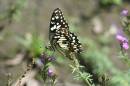 js800_butterflys22_016c.jpg