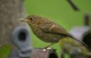 juv_robin_8_10_5.jpg