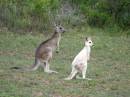 kanga_01.JPG