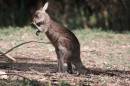 kangeroo_3659.jpg