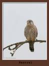 kestral200207-003.jpg