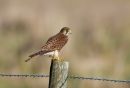 kestrel-4.jpg