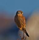kestrel_early.jpg