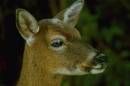 key_deer.jpg