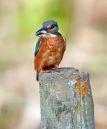 kingfisher-_46-of-70_.jpg