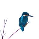 kingfisher10.jpg