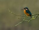 kingfisher12.jpg