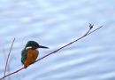 kingfisher1_edited-1.jpg