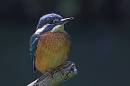 kingfisher2.jpg