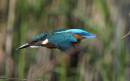 kingfisher3.jpg