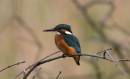 /gallery/data/501/thumbs/kingfisher4.jpg