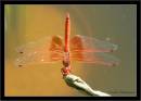 kirby_s_drop-wing.jpg