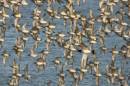 knots-in-flight.jpg
