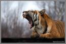 knowsley_19-01-10-54.jpg