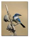 l4d1368_western_scrub-jay8_std.jpg