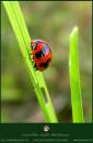 ladybug02.jpg