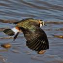 lapwing5.jpg