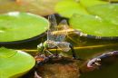 large_dragonfly_walmer_castle.jpg