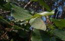 leaves-1.jpg