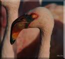 lesserflamingowf.jpg
