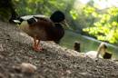limping_duck_800x600_.jpg