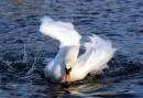 liquid-wings.jpg