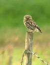 little-owl.jpg