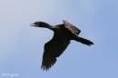 little_cormorant1.jpg