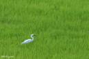 little_egret01.jpg